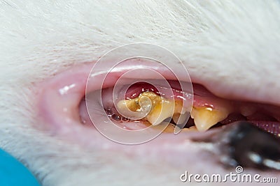 Domestic cat with gingivitis and gum retraction. Bacterial plaque or tartar on the teeth surface Stock Photo