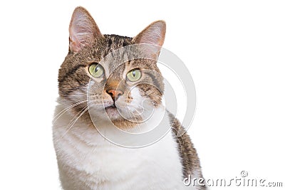 Domestic cat with green eyes on isolated white Stock Photo