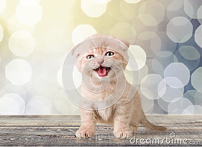 Domestic Cat Stock Photo