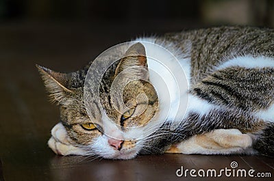 Domestic cat Stock Photo