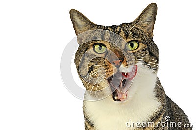 Domestic cat licks his whiskers Stock Photo