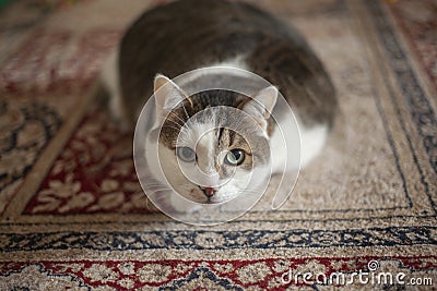 A domestic cat lies on the carpet. Stock Photo