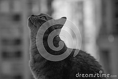 Domestic cat looking up profile back and white Stock Photo