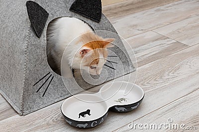 Domestic cat looks at an empty bowl Stock Photo
