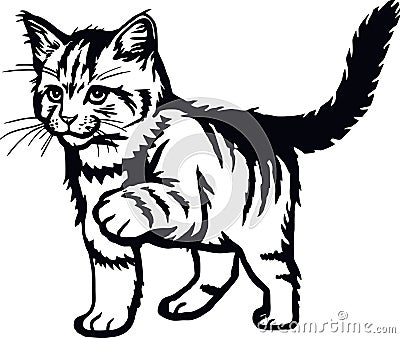 Domestic Cat, Peeking kitten - Cheerful kitty isolated on white - vector stock Vector Illustration