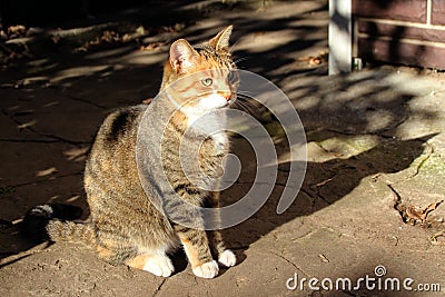 Domestic cat Stock Photo