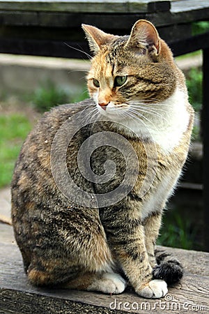 Domestic cat Stock Photo