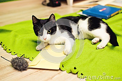 Domestic cat playing Stock Photo