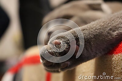 Domestic cat, scottish fold cat, scottish fold, cat sleep Stock Photo