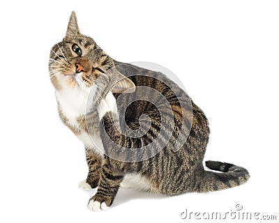 Domestic cat scratching Stock Photo