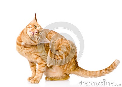 Domestic cat scratching isolated on white background Stock Photo