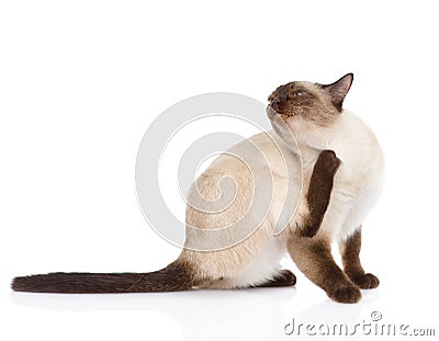 Domestic cat scratching on white background Stock Photo