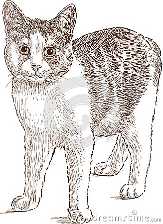 Domestic cat sketch Vector Illustration