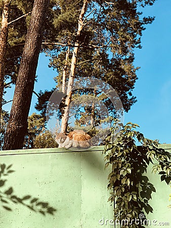 An orange and white cat sits on a green fence in the late summer sun - CATS - PETS Stock Photo