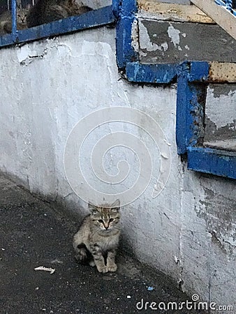 A stray cat hides next to an old staircase Stock Photo