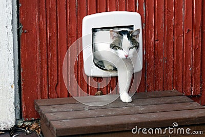 Domestic cat using cat flap Stock Photo