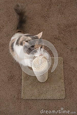 Domestic Cat using scratching post Stock Photo