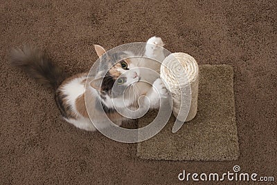 Domestic Cat using scratching post - Landscape Stock Photo