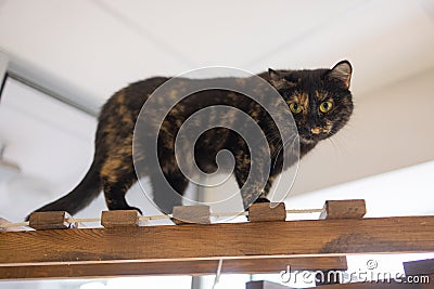 Domestic Cat using Scratching Post - Overhead, Landscape claw. Stock Photo