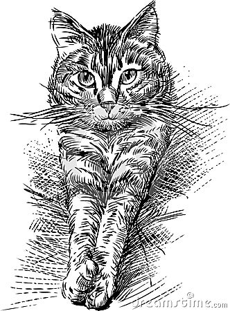 Domestic cat Vector Illustration