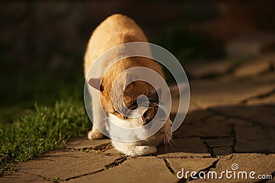 Domestic cats in the act of mating. Cat make love outdoor Stock Photo