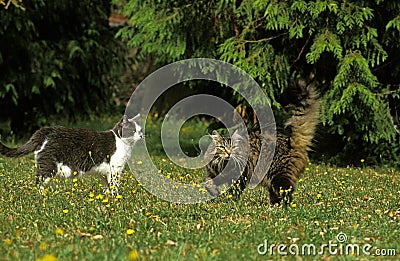 Domestic Cats standing on Grass Stock Photo