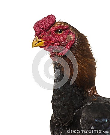 Domestic chicken against white background Stock Photo