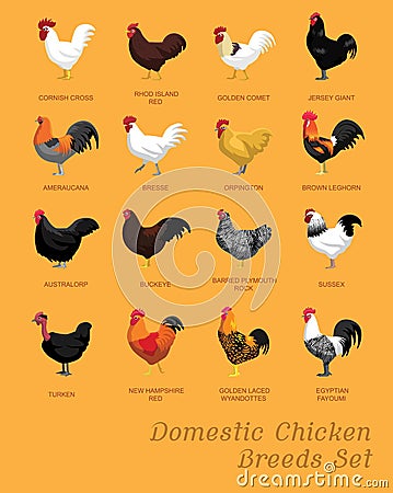 Domestic Chicken Breeds Set Cartoon Vector Illustration Vector Illustration