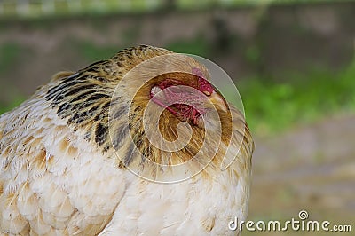 Domestic Chicken close-up Stock Photo