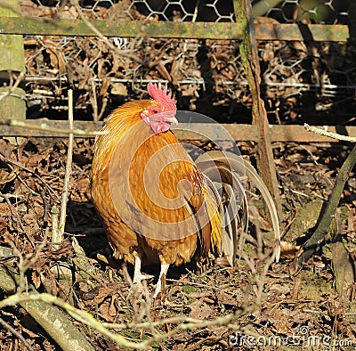 Domestic Chicken Cockerel Stock Photo
