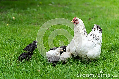 Domestic chicken with her chicks in the yard Stock Photo