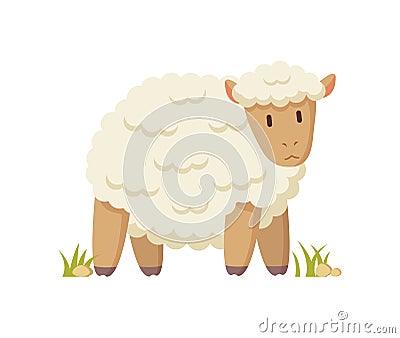 Domestic Curly White Cheep Cartoon Style Poster Vector Illustration