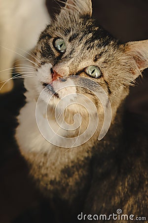 Domestic cute cat with green eyes. Hungry pet sitting and waiting for food Stock Photo