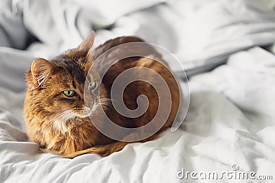 Domestic cute cat lying in bed sheets inside Stock Photo