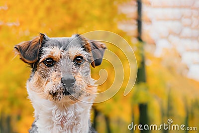 Domestic, cute dog on a walk in the park Stock Photo