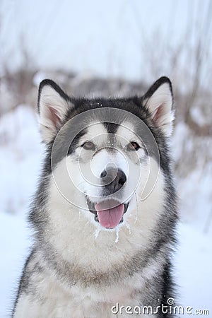Domestic dog alaskan malamute winter portrait muzzle in snow background blurred Stock Photo