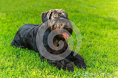 Domestic dog Black Giant Schnauzer breed Stock Photo