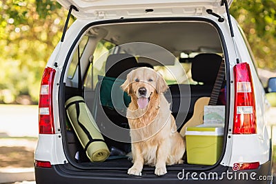 Domestic dog in car trunk Stock Photo