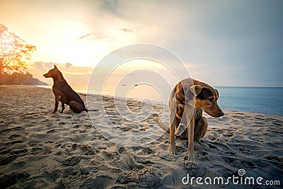 Domestic dog sitting on sea beach against beautiful sun rising sky Stock Photo