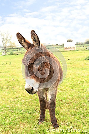 Domestic donkey Stock Photo