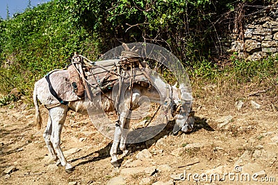 Domestic Donkey. Albania, Europe Stock Photo