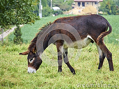 Domestic donkey. Stock Photo