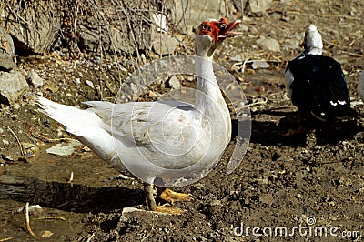 Domestic duck, domestic black ducks, domestic white ducks, naturally fed ducks Stock Photo