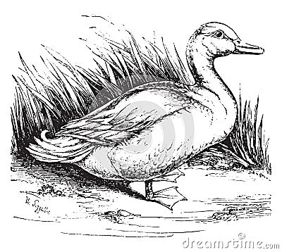 Domestic duck, vintage engraving Vector Illustration
