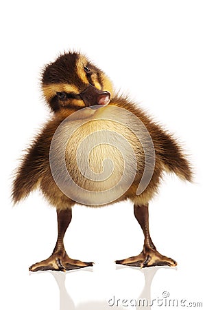 Domestic duckling Stock Photo