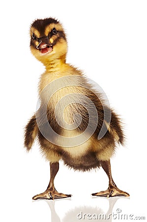 Domestic duckling Stock Photo