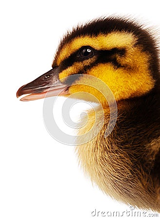 Domestic duckling Stock Photo