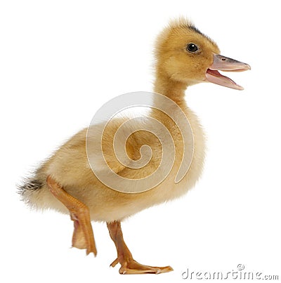 Domestic duckling standing Stock Photo