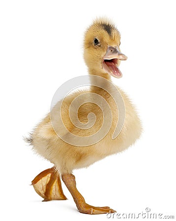 Domestic duckling standing Stock Photo