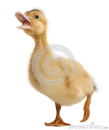 Domestic duckling standing Stock Photo